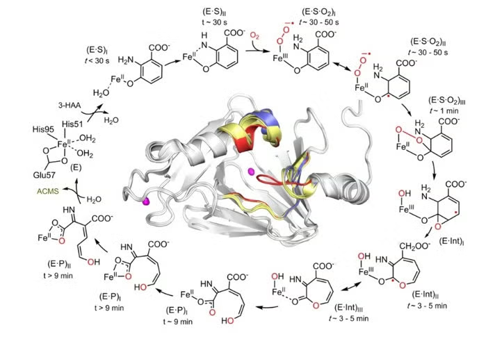 HAO catalytic cycle defined by the characterized intermediates.