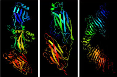 Crystal or predicted 3D structures of S. mutans