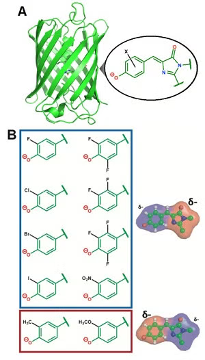 Structure of a green fluorescent protein highlighting the chromophore.