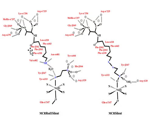 Schematic representation of HSCoB and HSCoM