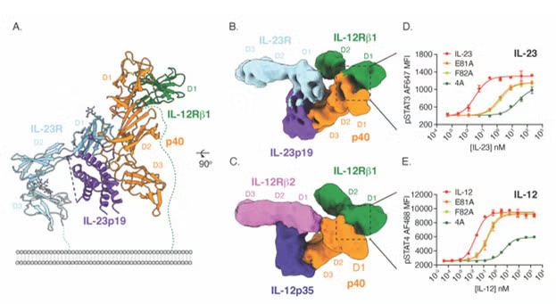 Structural mechanism of IL