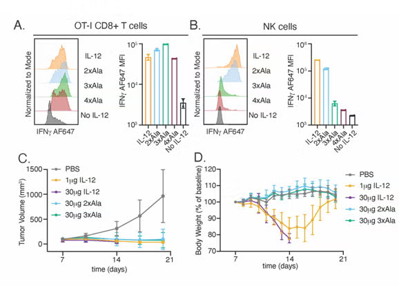Design of T cell biased IL-12