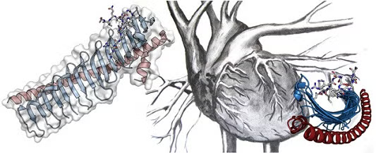 Crystal structure of JPH2