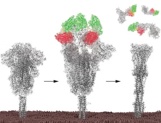 multivalent nanobodies
