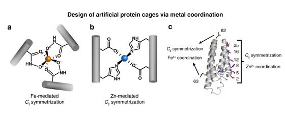 C2-symmetric protein dimerization induced by tetrahedral Zn2+