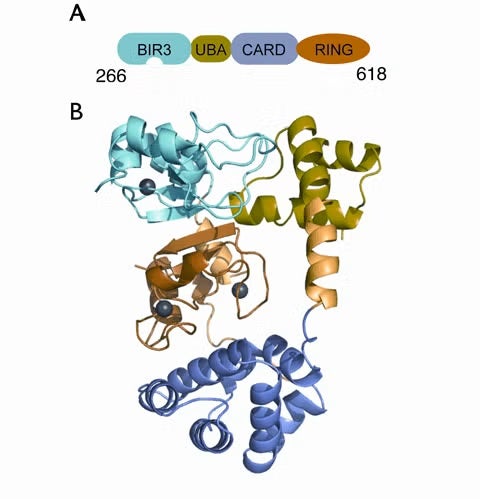 Crystal structure of the monomeric form of cIAP1-B3R.