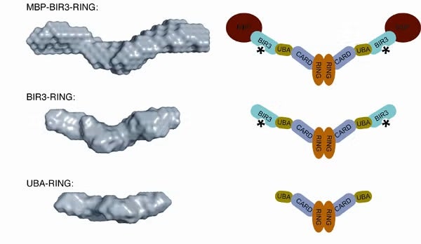 Ab initio SAXS envelopes of the dimeric forms of MBP-tagged cIAP1-B3R, cIAP1-B3R, and cIAP1 UBA-RING.
