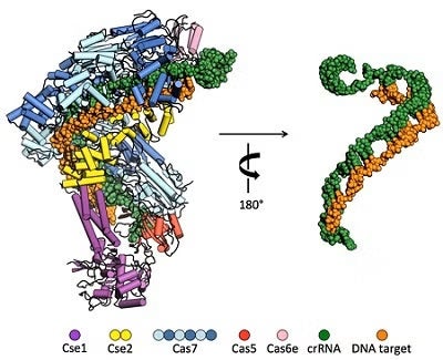 CRISPR figure