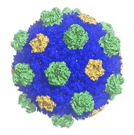 Overall structure of the BMC shell.