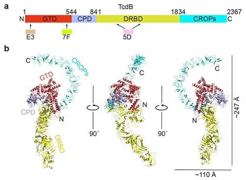  Full length TcdB holotoxin