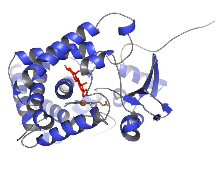 CYP17A1 Abiraterone