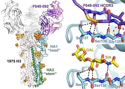 Influenza hemagglutinin by antibody