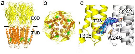Crystal structures of the α1GABAAR chimera