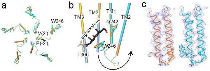 Alphaxalone-induced structural changes at the bottom of the TMD