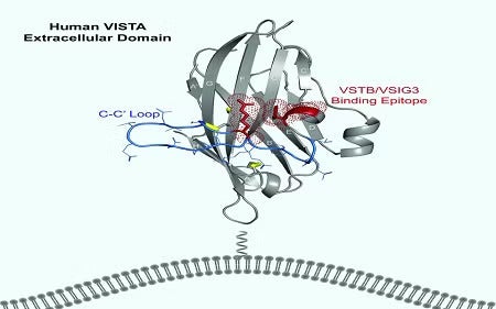 Human VISTA Extracellular Domain