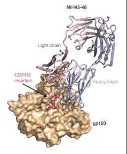 NIH45-46–gp120 complex structure