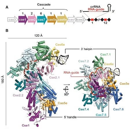 CRISPR figure