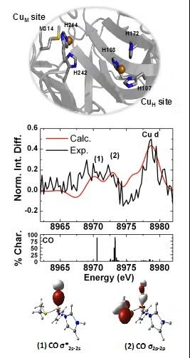 PHM Cu binding sites