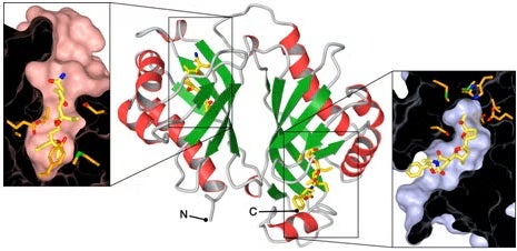 A ribbon diagram of Lsd19.