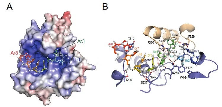 Figure 1. Structure and RNA binding of the N-terminal domain of LASV NP. 