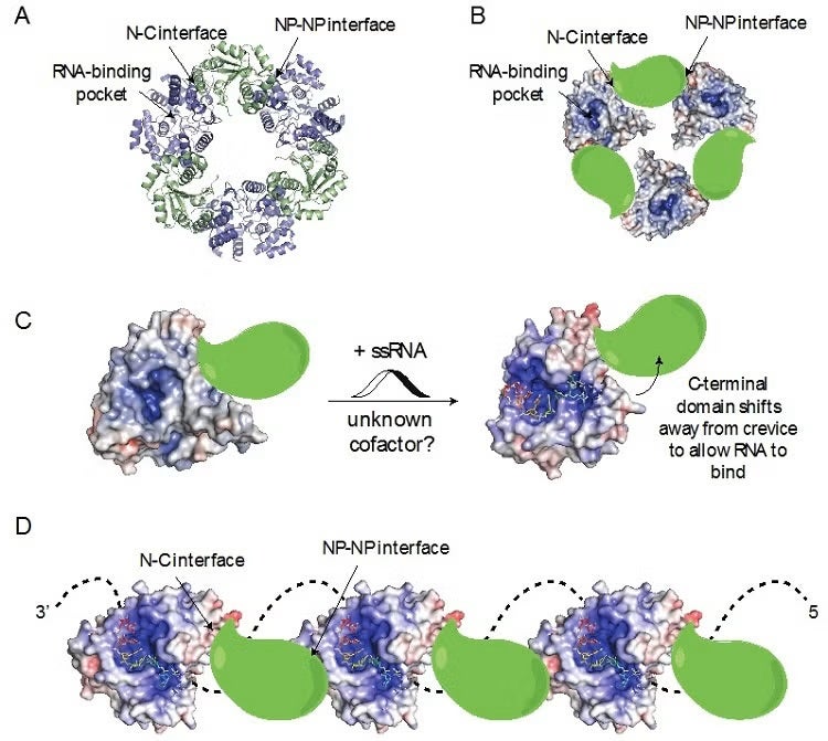 Figure 2. A model for arenavirus RNP organization. 