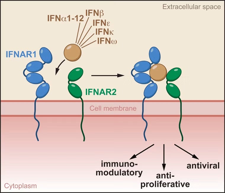 There are sixteen different type I IFNs in humans, and they all signal through the same cell surface receptor consisting of two chains called IFNAR1 and IFNAR2; yet they can have markedly distinct cellular activities.