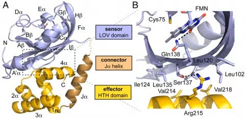Figure. 1: The dark-state crystal structure of El222 reveals extensive LOV-HTH interactions predicted to inhibit HTH DNA-binding activity.