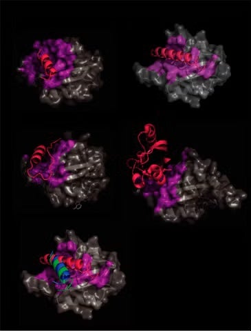 Figure. 2: Interactions of various LOV domain bsheets with ahelices (a-c) or in a dimer with a second LOV domain bsheet (d).