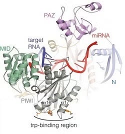 Cartoon representation of Ago2