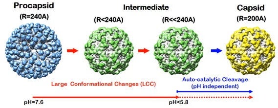 Figure 1 NwV Maturation
