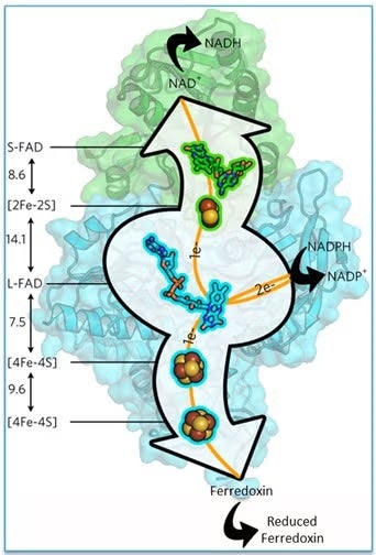 Nfn is a heterodimer with a central FAD (L-FAD) which is the site of electron bifurcation.
