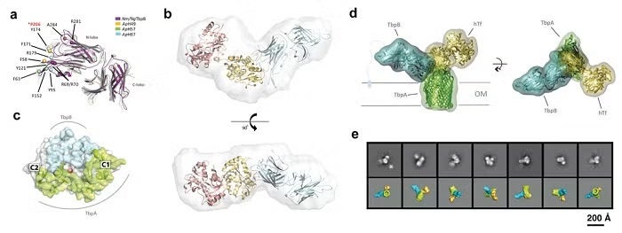 Pirating Neisseria fig2