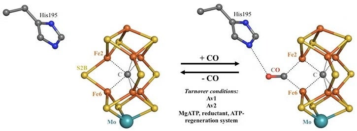 Reversible carbon monoxide binding to the FeMo-cofactor.
