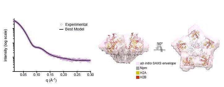 SAXS analysis of Npm Core+A2 truncation (1-145) bound to five H2A/H2B dimers.