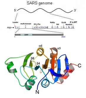 SARS Genome