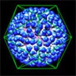 Outside view of the T=4 subunit arrangement. 