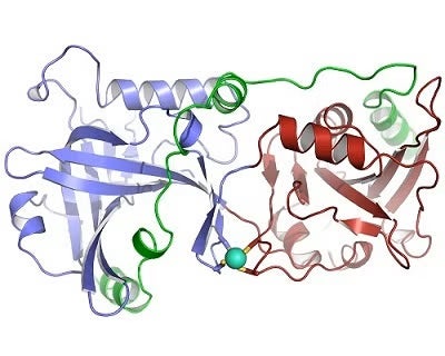 X-ray crystal structure of human POT1-TPP1