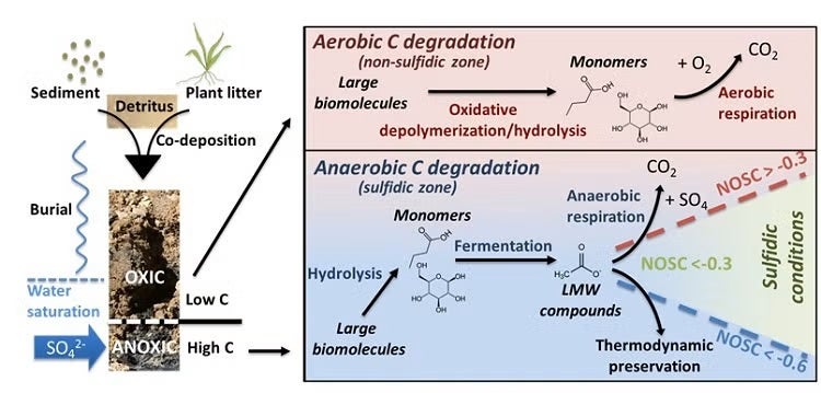 Highly reduced carbon (low nominal oxidation state, NOSC) is thermodynamically preserved in anoxic environments.