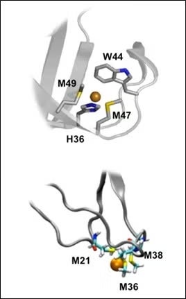  Metallosites of CusF