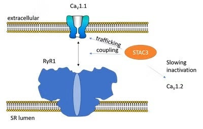 Schematic of CaV1.1 and RyR1 mechanical coupling