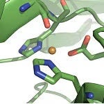 Distorted tetrahedral active site of Copper(II) C112D/M121L azurin from 2.1 Å crystal structure.