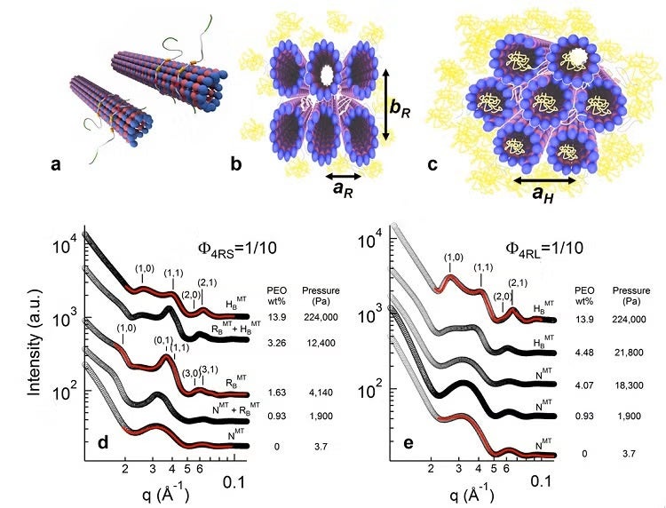 Long N-terminal tails of tau isoforms confer steric stabilization to microtubules (MTs).
