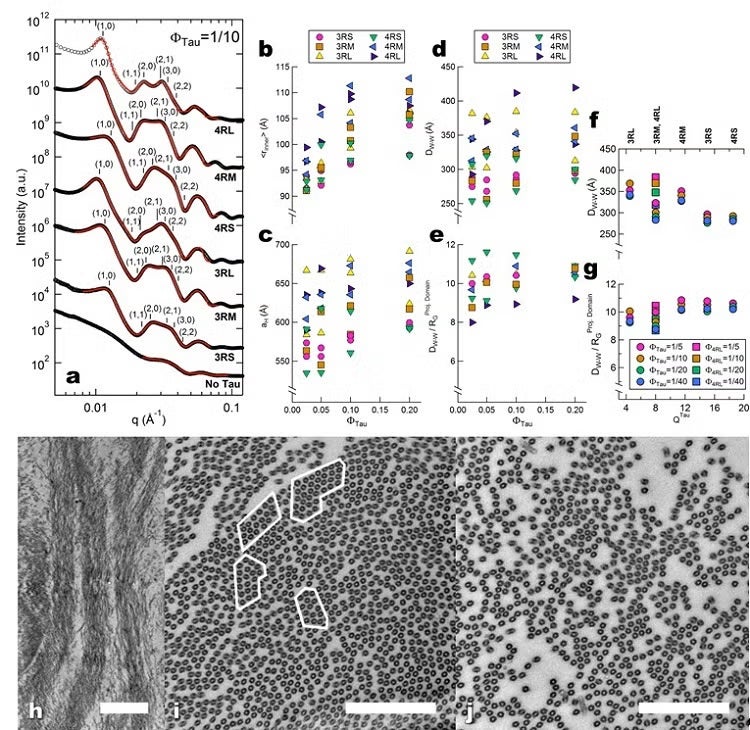 SAXS and TEM show that Tau-assembled MTs in active bundles at 37˚ C in 2 mM GTP recapitulate key in vivo features in neurons and other cells.