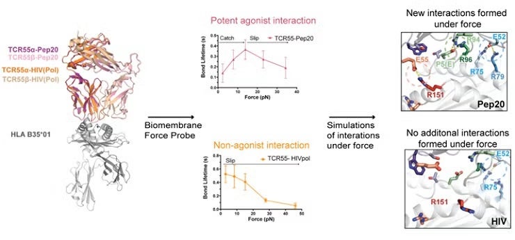 Overlay of TCR55 bound to agonist (HLA B35-Pep20) 