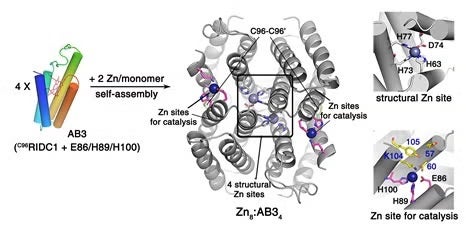 Structure-guided design of zinc-complexed AB3 teramer (Zn8:AB34)